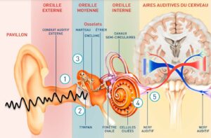 Schéma système auditif